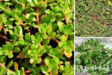 Never pull this weed in the garden and here's why