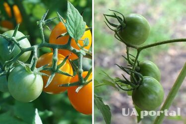 Дачники пояснили, як допомогти зеленим помідорам краще 'дозріти'