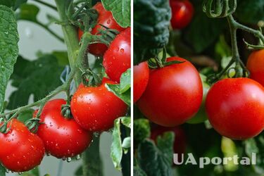 Summer residents named plants that should be planted next to tomatoes to improve the taste