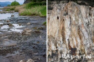 У Японії знайшли викопний ліс епохи міоцену, який піднявся на поверхню (фото)