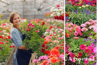 Prolong flowering: how to fertilize flowers in the garden