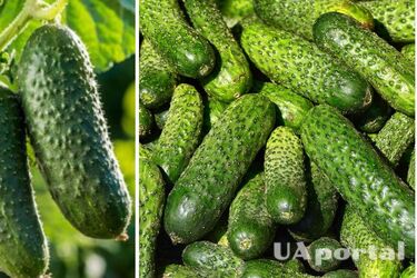 Дрожжи, хлеб и спирт: чем прикормить огурцы для хорошего урожая