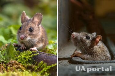 Как отпугнуть мышей и других вредителей от семян и луковиц цветов