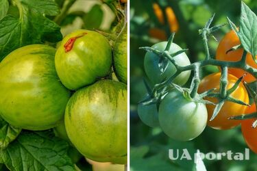 What to do to make green tomatoes ripen faster