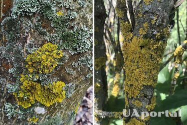 Як позбутися лишайника в саду