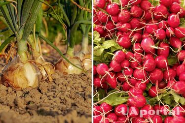Why plant radishes after onions: secrets of experienced summer residents