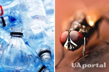 Як самому зробити пастку для мух в домашніх умовах - як зробити пастку для мух з пляшки