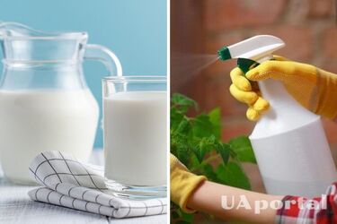 Защищает от насекомых и укрепляет иммунитет растений: как использовать молоко в огороде