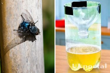 How to make an effective fly and midges trap with your own hands