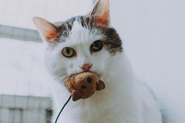 Почему кошки не спят утром, а устраивают забеги по квартире: как приучить любимца избавиться от этой привычки