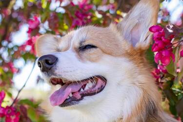 Преимущества и недостатки корги