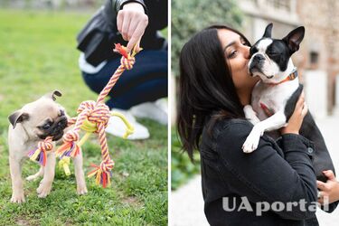 A family of billionaires removed a vacancy for a dog sitter for 100 thousand pounds due to the large number of applicants (illustrative photo)