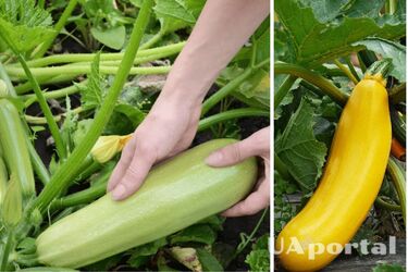 Як удобрювати кабачки в липні, щоб отримати великий урожай