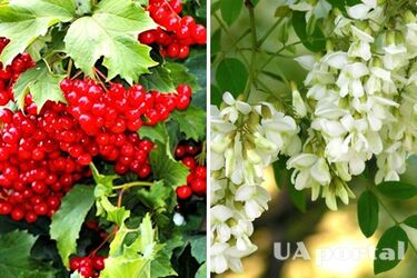 Принесут удачу и украсят сад: топ-6 деревьев, которые следует посадить на участке