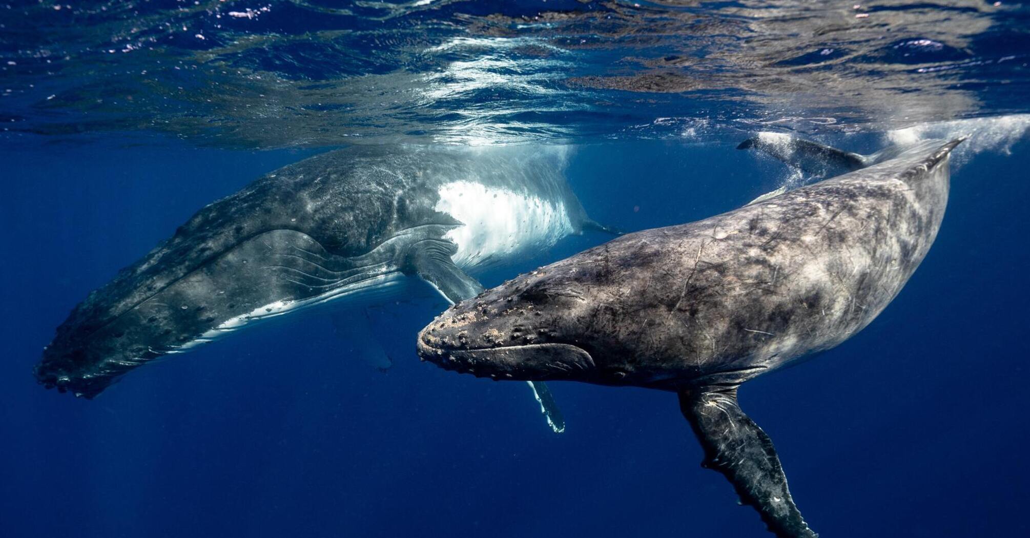 Ученым удалось снять редкое видео кормление грудью горбатым китом