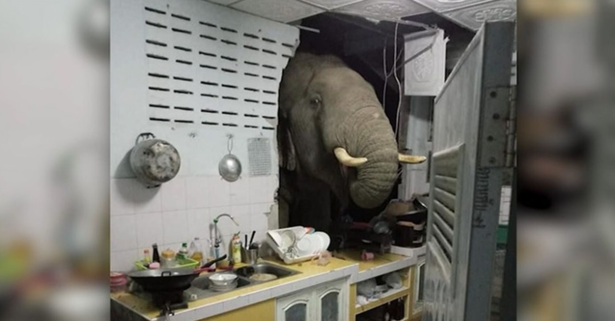 Голодний слон в Таїланді пробив стіну на кухні будинку у пошуках їжі (відео)