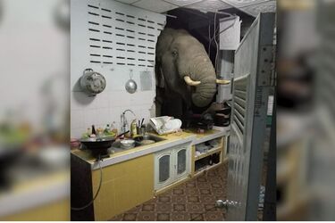 Голодний слон в Таїланді пробив стіну на кухні будинку у пошуках їжі (відео)