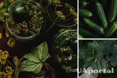 Як засолити огірки, щоб вони не стали м'якими