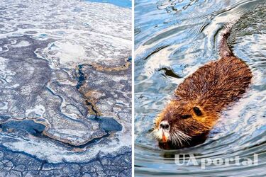 Beaver dams accelerated permafrost melting in Alaska