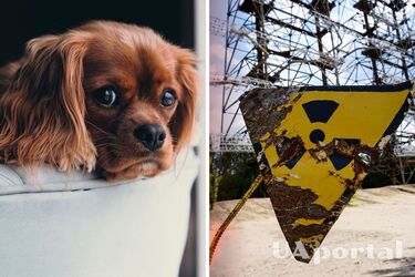 Як захистити тварин від радіації при ядерному вибуху