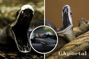 Двоє самців чорної мамби влаштували бійку на подвір'ї мешканця Південної Африки (відео)