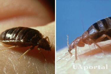 Как определить, водятся ли в доме постельные клопы: 7 основных признаков