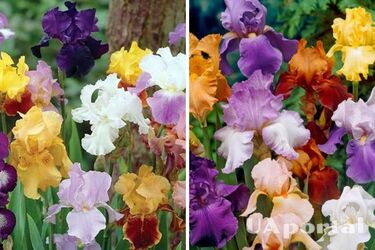 When to prune irises after flowering to keep them blooming for decades