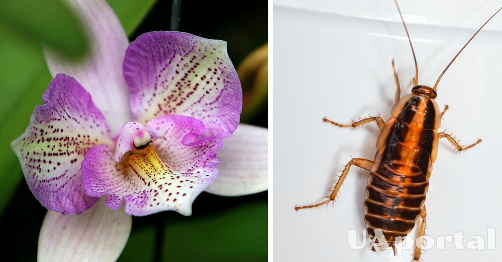 Какие вазоны привлекают тараканов - как избавиться от тараканов дома