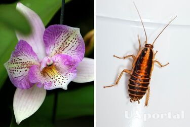 Какие вазоны привлекают тараканов - как избавиться от тараканов дома