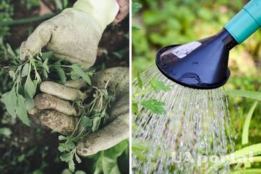 Natural solution kills weeds immediately: gardeners share an effective recipe