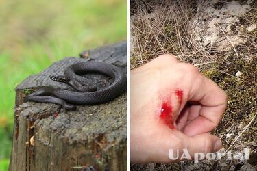 Правила поведения при укусе змеи: три важных совета от экспертов