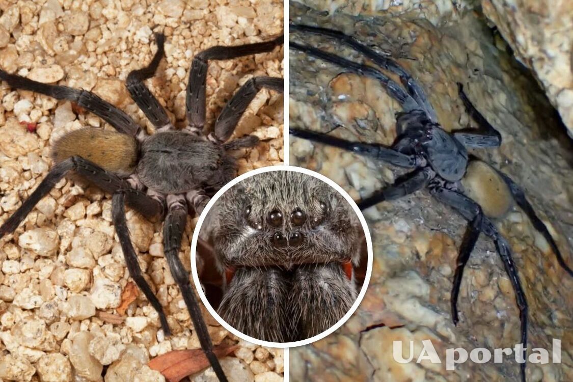 Ball-sized monster spiders spotted in abandoned mines in Mexico (photo)
