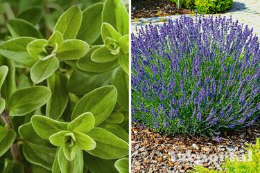 Прекрасно переносят жару и украсят сад: топ-5 видов трав, которые следует посадить на участке