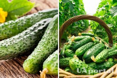 Какие растения нельзя сажать после огурцов: урожая не будет