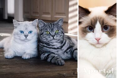 Як визначити породу кота чи кішки