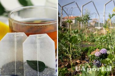 Зачем закапывать чайные пакеты в саду – лайфхаки для сада и огорода