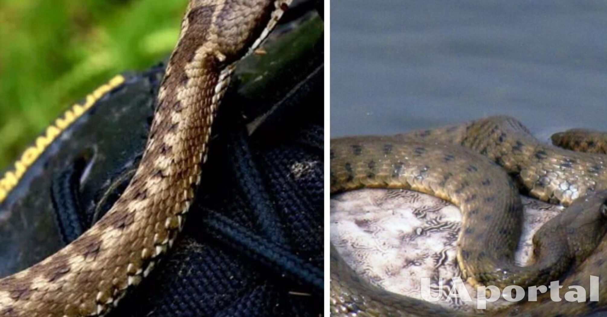 Для чого змії висувають язик: 23 вельми цікаві факти про змій