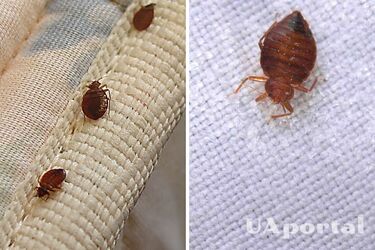 Как избавиться от клопов