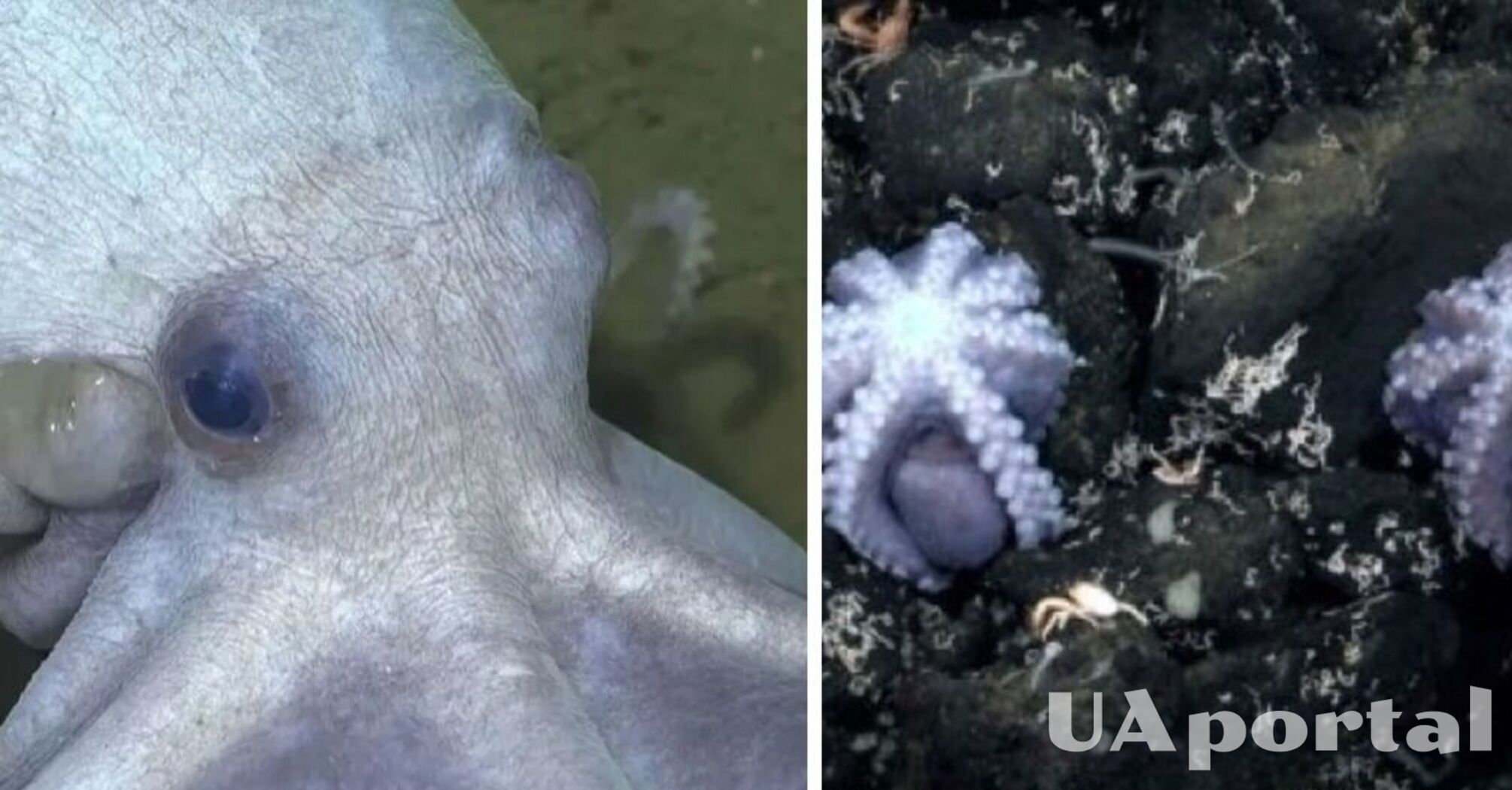 Ученые нашли питомник редких осьминогов (видео)