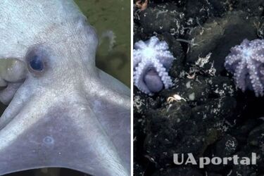 Вчені знайшли розплідник рідкісних восьминогів (відео)