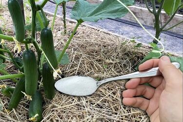 Як покращити добрива за допомогою лимонної кислоти