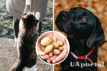 Ветеринари пояснили, чи можна годувати котів та собак картоплею