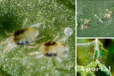 In Australia, scientists have noticed a strange behavior of spider mites: why the male 'undressed' the female