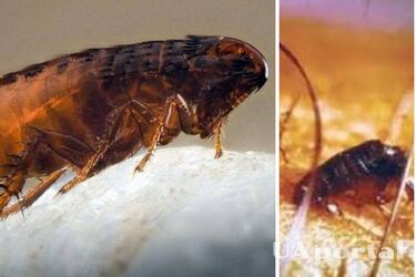 How to remove fleas from the house: instructions