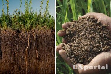 Какие растения посадить на огороде, чтобы восстановить почву и улучшить ее качество