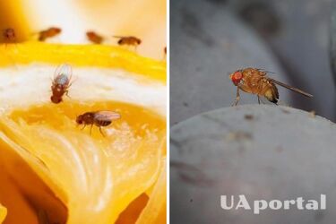 Як зробити пастку для мошок на кухню