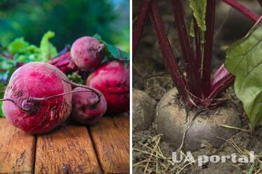 How to feed beets in August to get large fruits