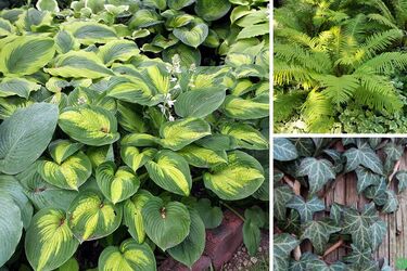 Какие растения можно сажать в тени