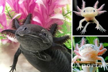 What is known about the axolotl: an amphibian that can repair the body, even the brain (photo)