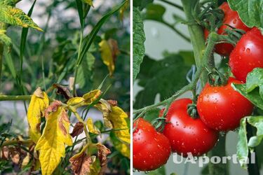 Yellow leaves on tomatoes: what to do about it
